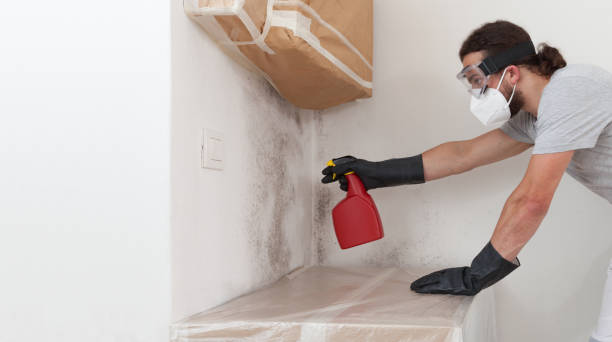 Professional Basement Mold Remediation technician working in East Lansing, MI