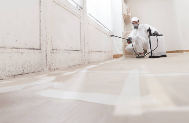 24/7 Emergency Basement Mold Remediation experts in East Lansing, MI