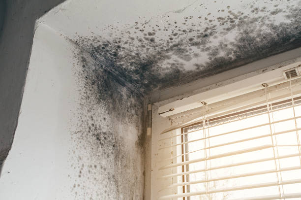 Affordable Basement Mold Remediation solutions in East Lansing, MI